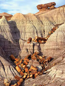 An accumulation of petriﬁed logs in a gulley at Petriﬁed Forest National Park. At the top of the gulley a 'pedistal log' is suspended on a column of Chinle Formation. When the Chinle weathers away the log will be lowered to the ground surface. Image by Petriﬁed Forest National Park.